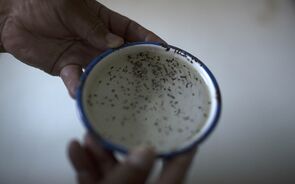 zika