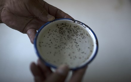Estratégia para combater zika vai custar 50 milhões, estima OMS