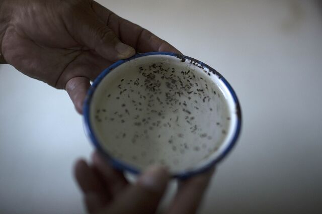 Estratégia para combater zika vai custar 50 milhões, estima OMS