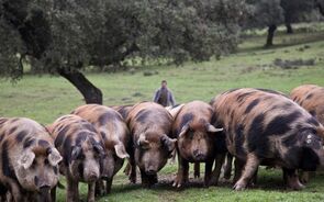 porco preto presunto pata negra andaluzia espanha