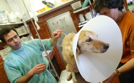 Assembleia Municipal de Lisboa recomenda hospital veterinário para donos com baixo rendimentos