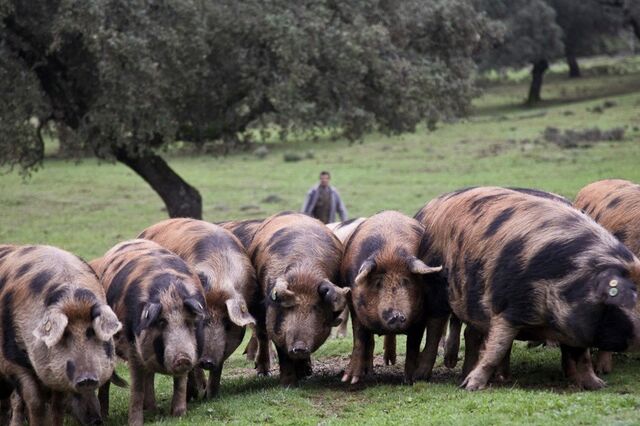 Líder do porco ibérico entra na start-up tecnológica FarmControl