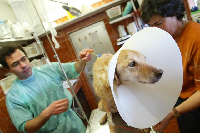 Assembleia Municipal de Lisboa recomenda hospital veterinário para donos com baixo rendimentos