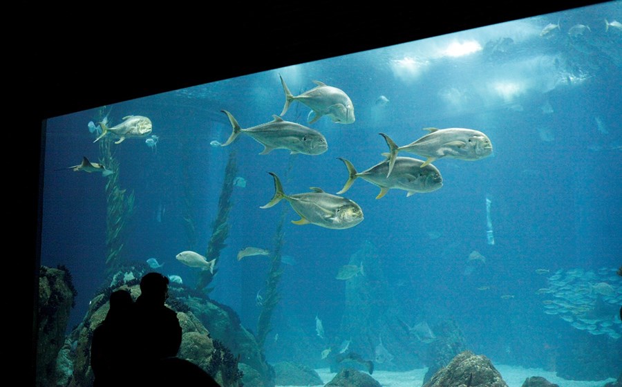 Oceanário de Lisboa 