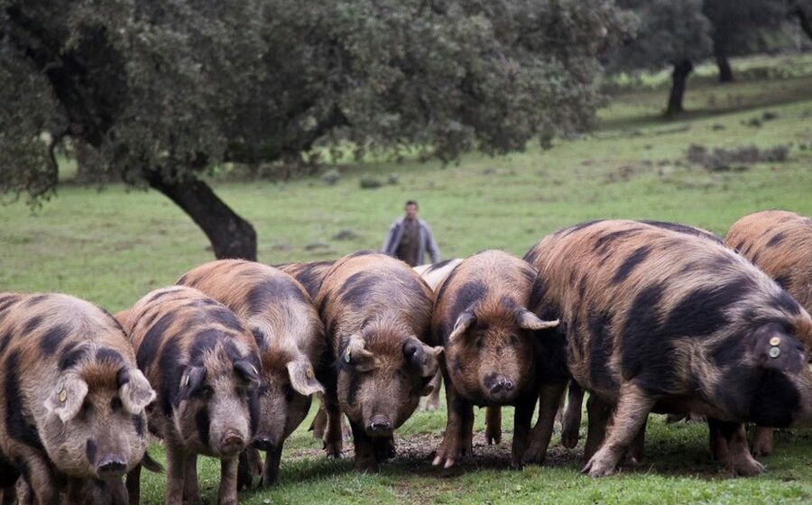 porco preto presunto pata negra andaluzia espanha