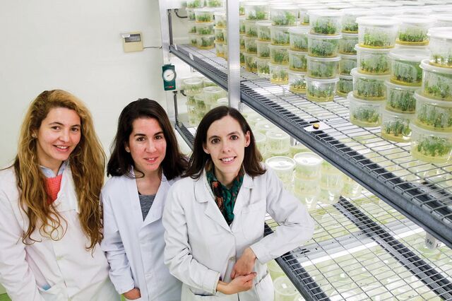 In vitro: o segredo para o cacau perfeito