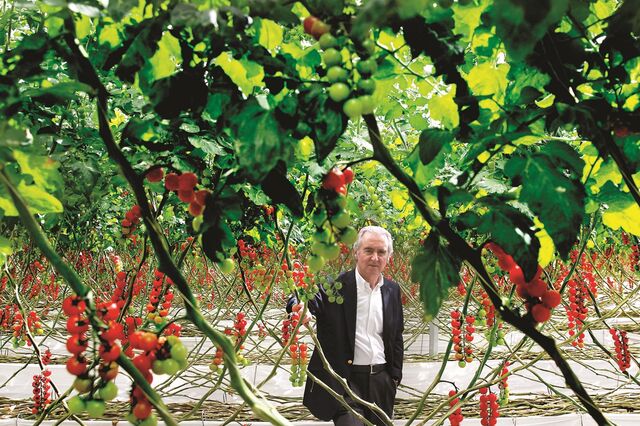 Vitacress aposta no tomate e vai para a Escandinávia