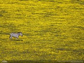 Proximidades do Parque Nacional Serengeti, Tanzânia