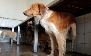 Cães Canil cão abandonado