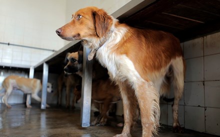 Cães e gatos abandonados vão ser esterilizados em vez de abatidos