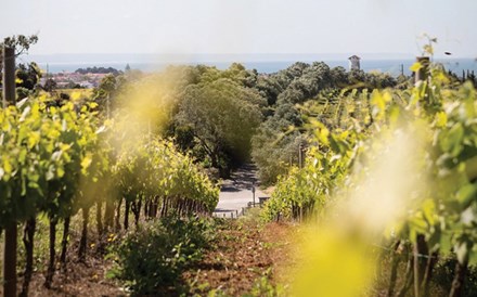 Alentejo planta mais 800 hectares de vinha em 2018