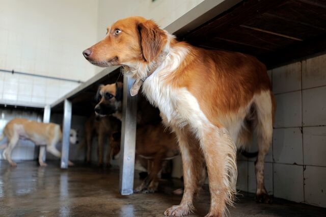Governo avança com apoios às câmaras para esterilização de animais