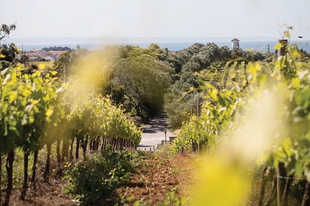 Alentejo planta mais 800 hectares de vinha em 2018