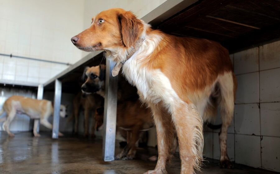 Cães Canil cão abandonado