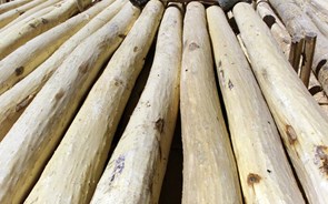 Empresa portuguesa suspeita de comprar madeira ilegal à República Democrática do Congo