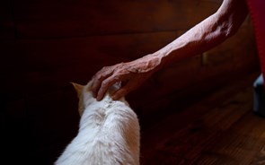 PS deixa cair licença anual obrigatória para gatos e isenta quem adote abandonados