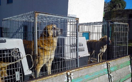 Parlamento aprova fim do abate de cães e gatos abandonados em 2018