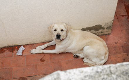 Animais deixam de ser coisas perante a lei