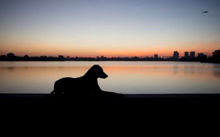 Marcelo promulga diploma que regula compra e venda de animais de companhia