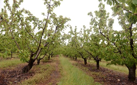 Produtores do Fundão e Castelo Branco afetados pela chuva de abril vão receber apoio até 30 mil euros