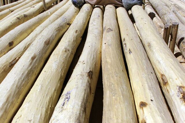 Empresa portuguesa suspeita de comprar madeira ilegal à República Democrática do Congo