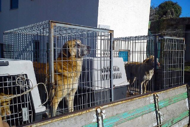 Câmaras proibidas de abater animais a partir deste domingo 