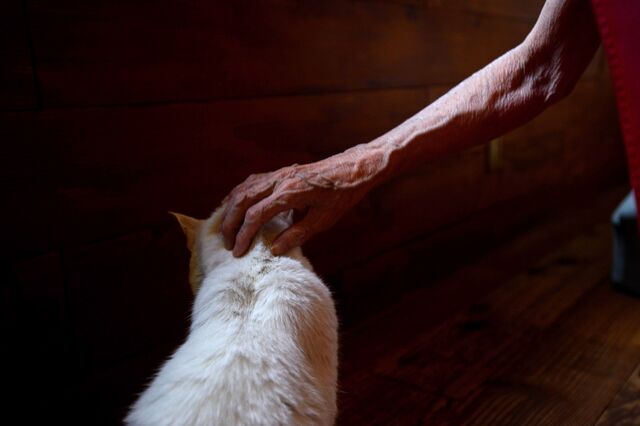 Veterinários é que escolhem o preço do registo de cães e gatos
