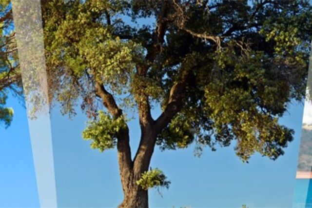 Conferência Floresta em Portugal: Promover a Recuperação