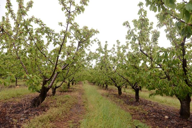 Cereja com pior produção dos últimos 30 anos