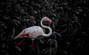 Extracção de lítio para carro eléctrico ameaça flamingos no Chile