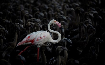 Extracção de lítio para carro eléctrico ameaça flamingos no Chile