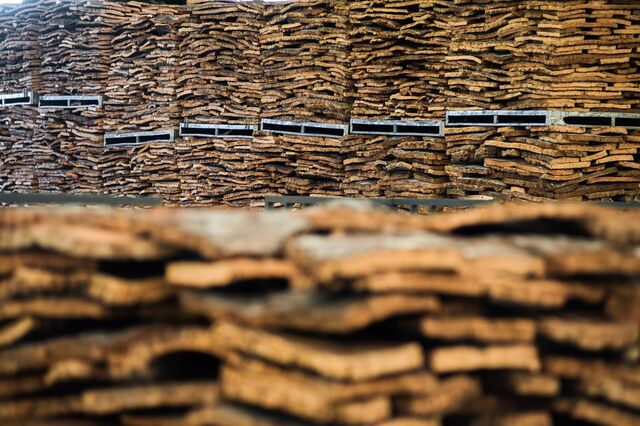 Corticeira Amorim aumenta dividendo apesar de queda nos lucros