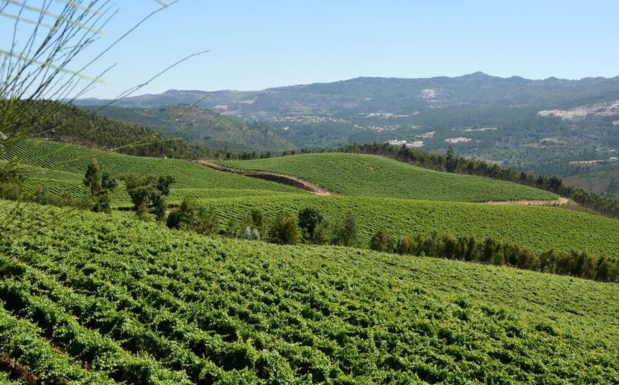 Vinho verde