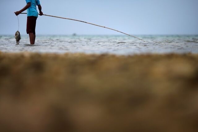 Paragrafino Pescada elogia o homem que se podia dedicar à pesca e não quis