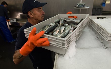 Pescas bateram recorde de preço em 2016 