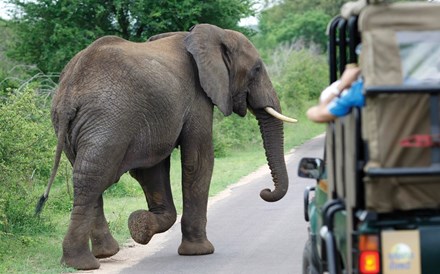 O Kruger Park e os animais no seu esplendor