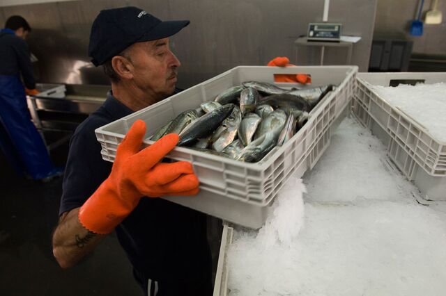 Pescas bateram recorde de preço em 2016 