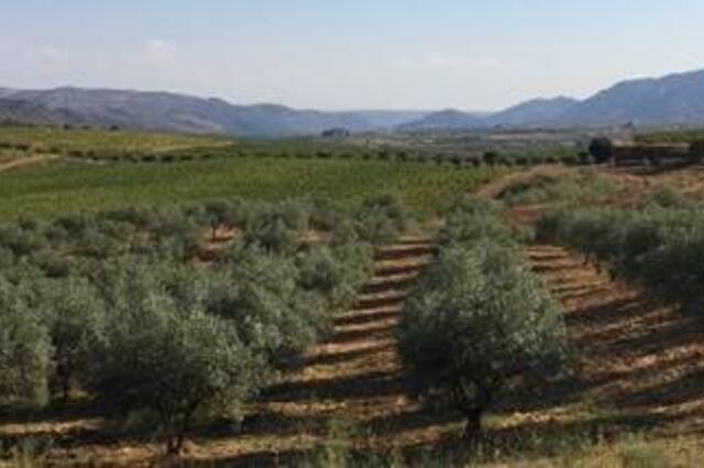 Symington compra Quinta do Carrascal no Douro