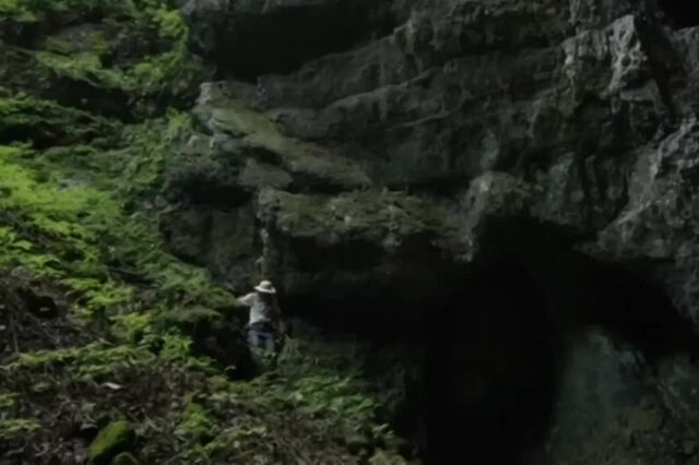 Descobertas 45 cavernas na floresta chinesa