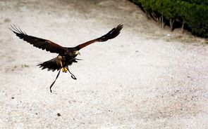 falcoaria 
