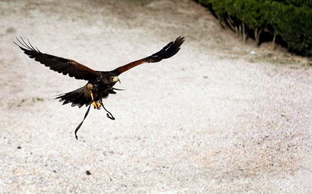 Falcoaria portuguesa classificada pela UNESCO