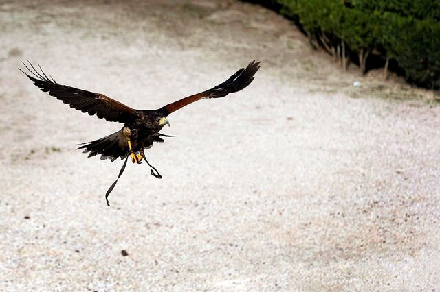 Falcoaria portuguesa classificada pela UNESCO