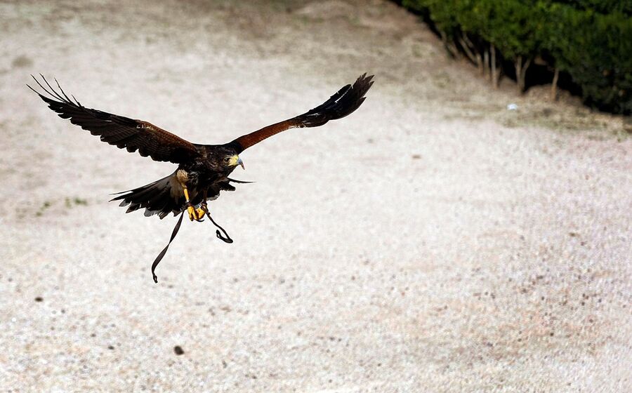 falcoaria 