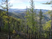 Floresta boreal, ou taiga, ou ainda floresta de coníferas, pode ser vista em parte da Noruega, Suécia, Finlândia e Sibéria, no continente europeu.