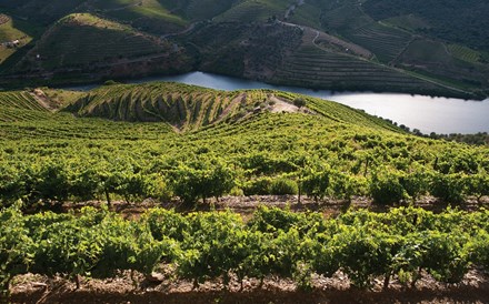 Douro e Alentejo escapam à quebra na produção de vinho em 2018