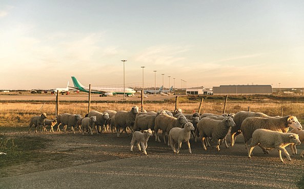 Aeroporto de Beja: Região aguarda investimento que lhe dê outros voos