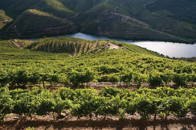 Douro e Alentejo escapam à quebra na produção de vinho em 2018