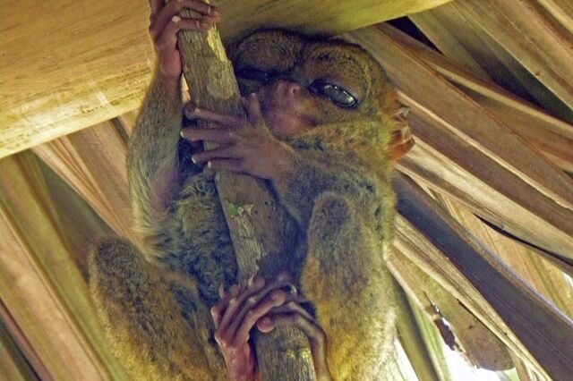 Bohol: Uma obra-prima da natureza
