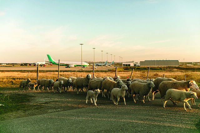 Pelo menos seis voos da British Airways cancelados nos aeroportos de Faro e Lisboa