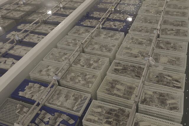 Riberalves exporta bacalhau em 20 países
